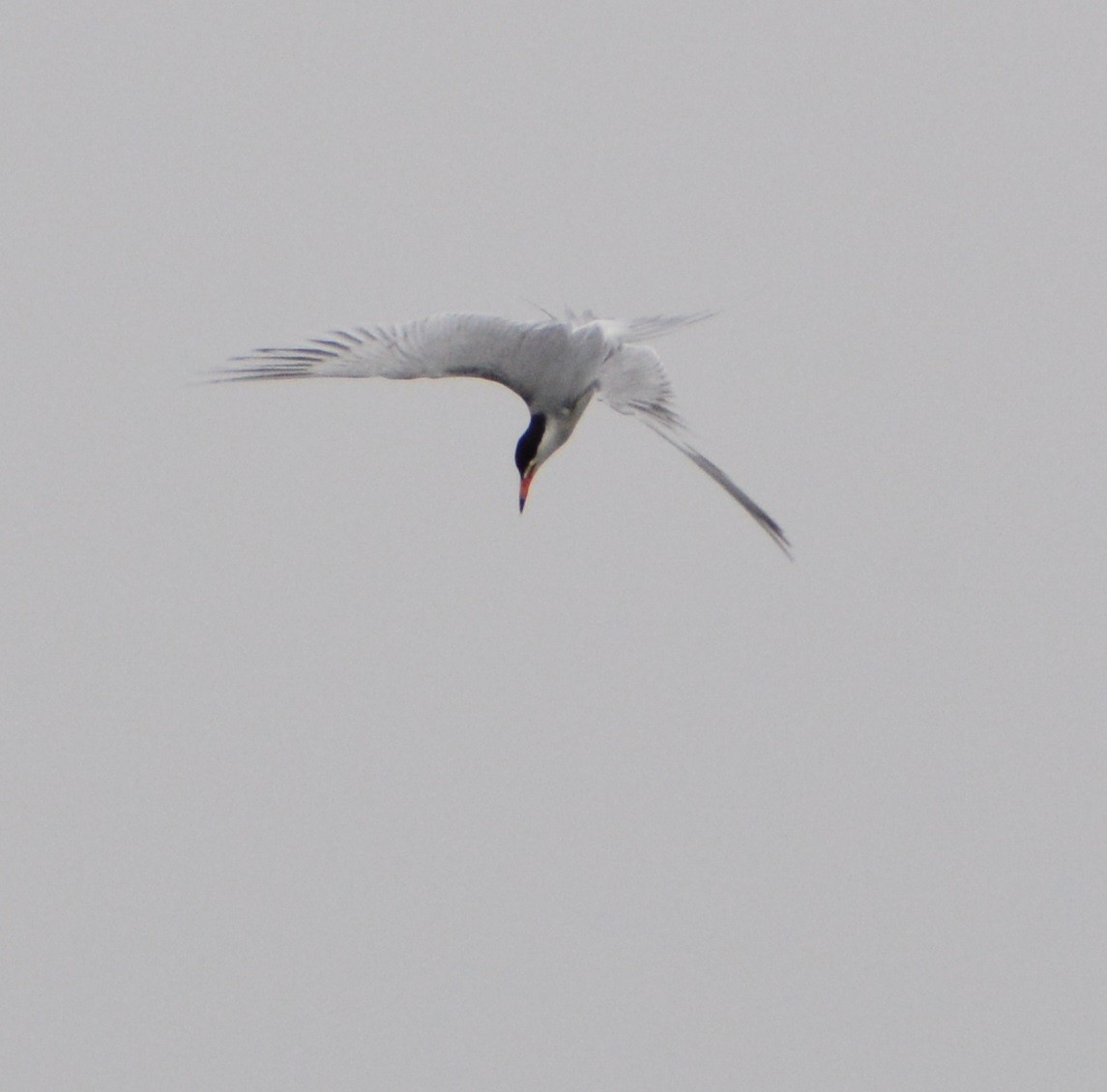 Forster's Tern - ML575261841