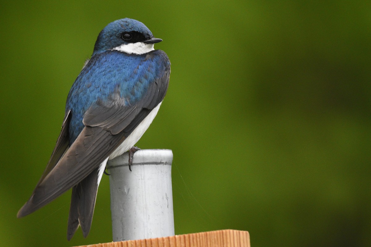 Tree Swallow - ML575262771