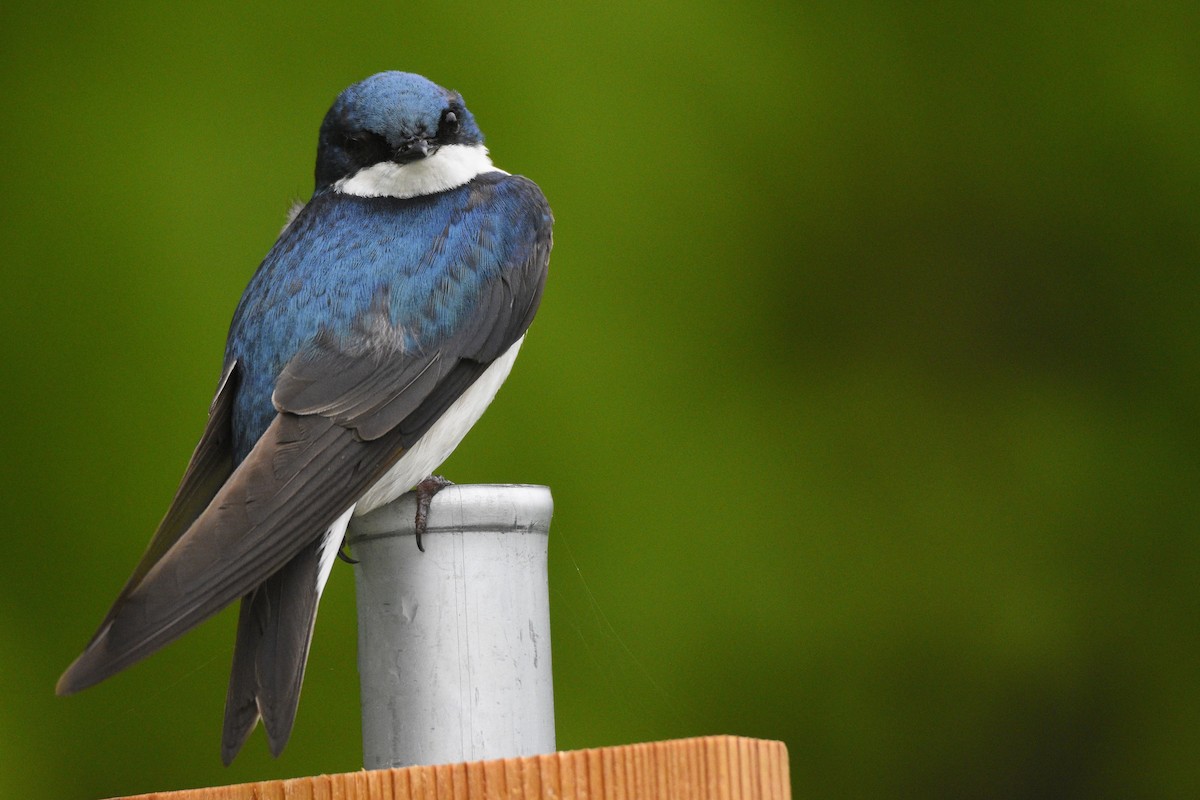 Tree Swallow - ML575262781