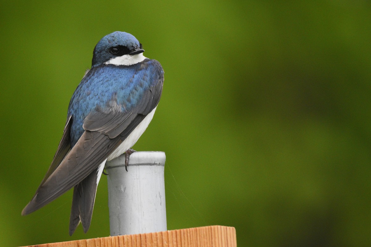 Tree Swallow - ML575262791