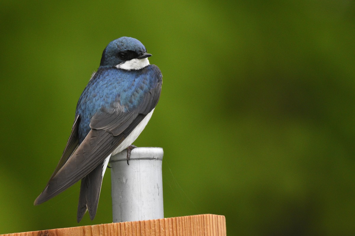 Tree Swallow - ML575262801