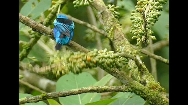 Calliste à cou bleu - ML575263011