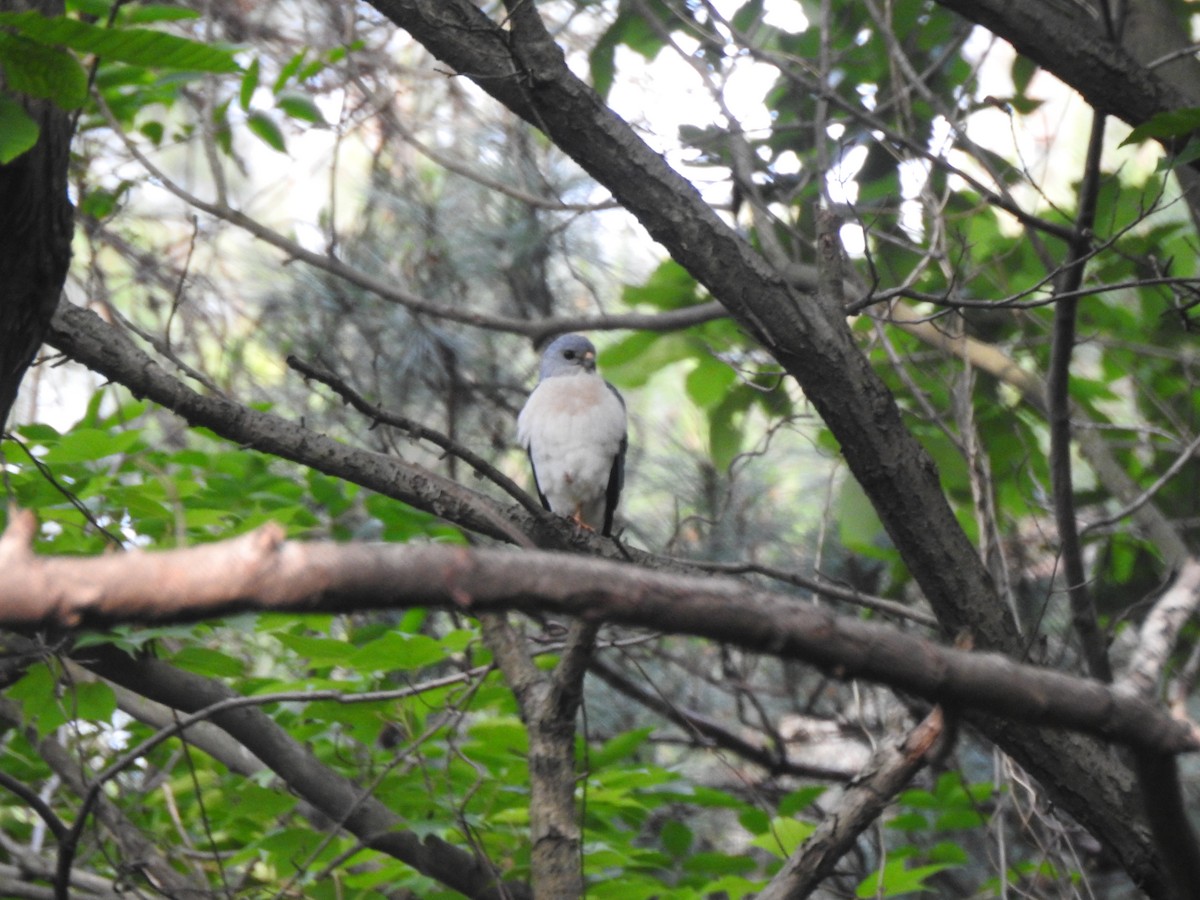 Chinese Sparrowhawk - ML575263271