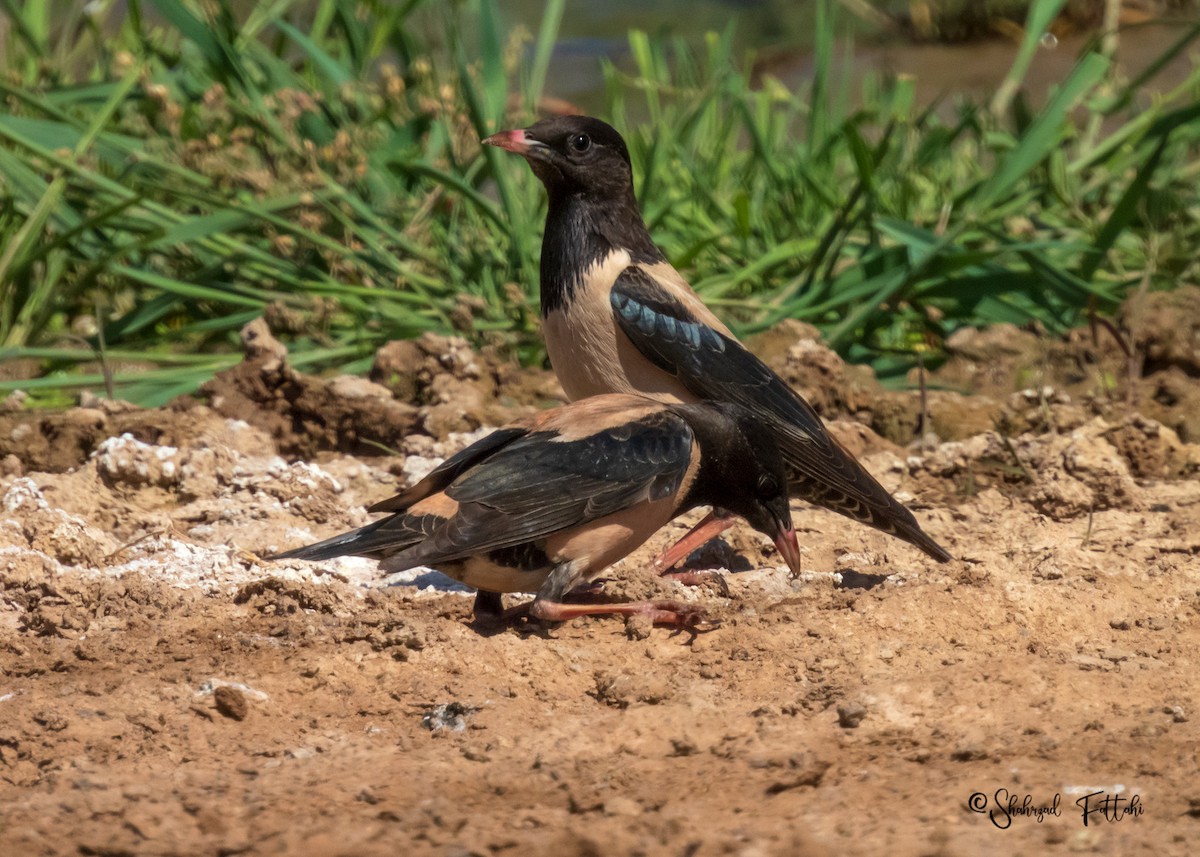 זרזיר ארבה - ML575263341