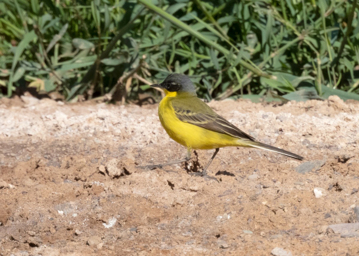 נחליאלי צהוב - ML575263521