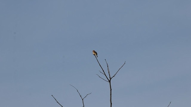 Cisticole à couronne dorée - ML575266021