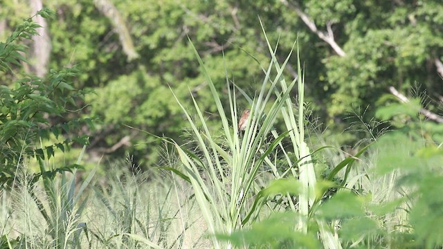 Lesser Coucal - ML575266261