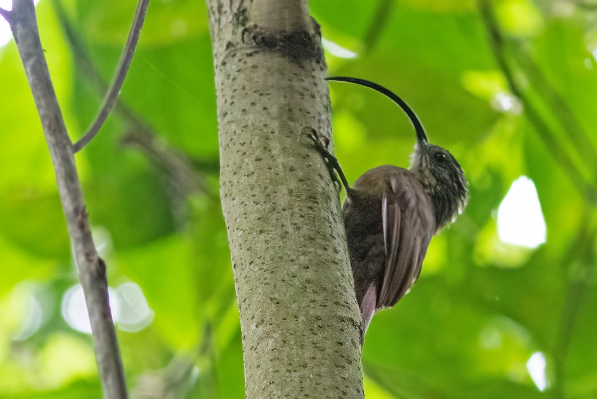 Black-billed Scythebill - ML575266291