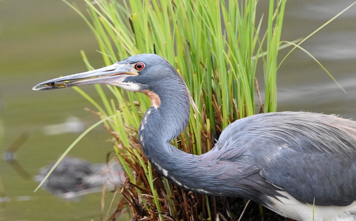 Tricolored Heron - ML575266381