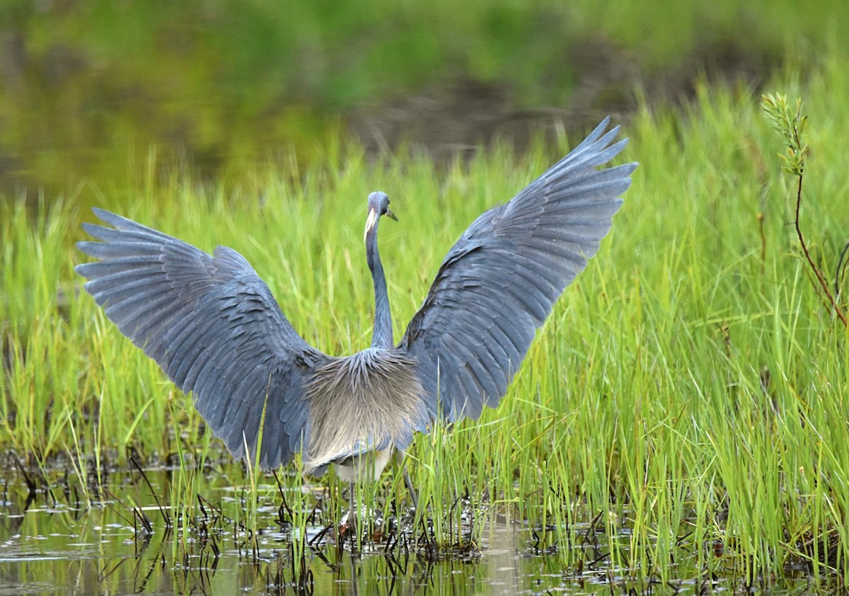 Tricolored Heron - ML575266391