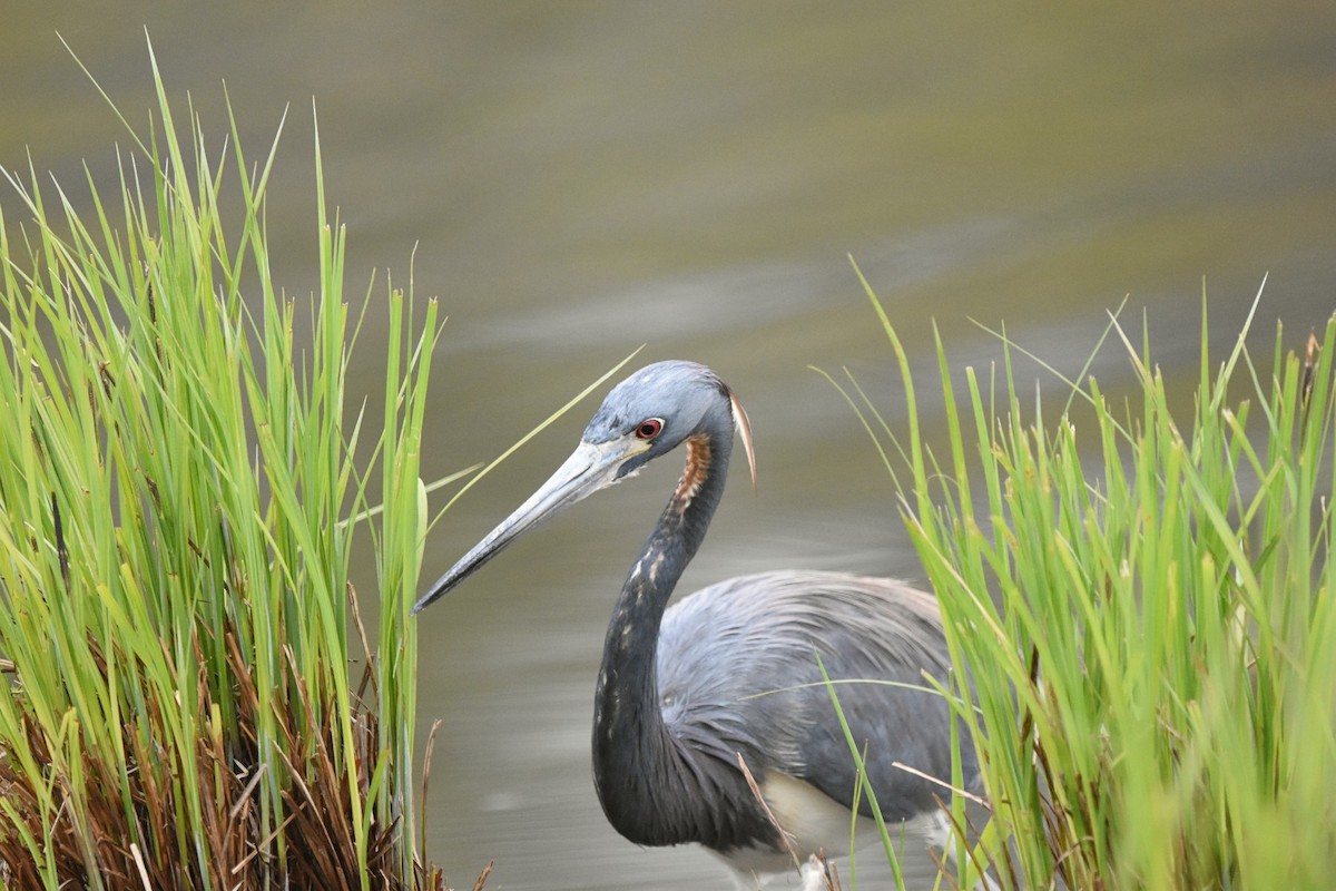 Tricolored Heron - ML575266401