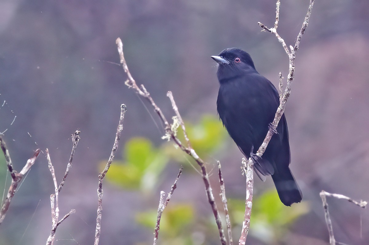 Blue-billed Black-Tyrant - ML575266601