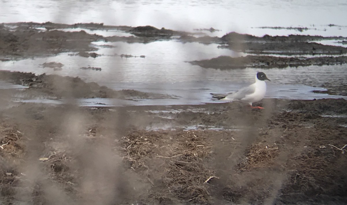 Bonaparte's Gull - ML57526661