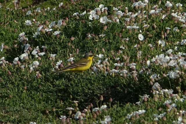 Western Yellow Wagtail (dombrowskii-type intergrade) - ML575266931