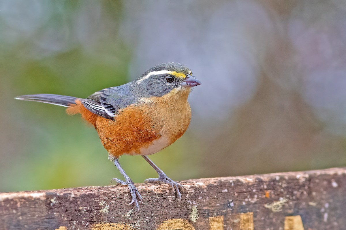 Buff-throated Warbling Finch - ML575266971