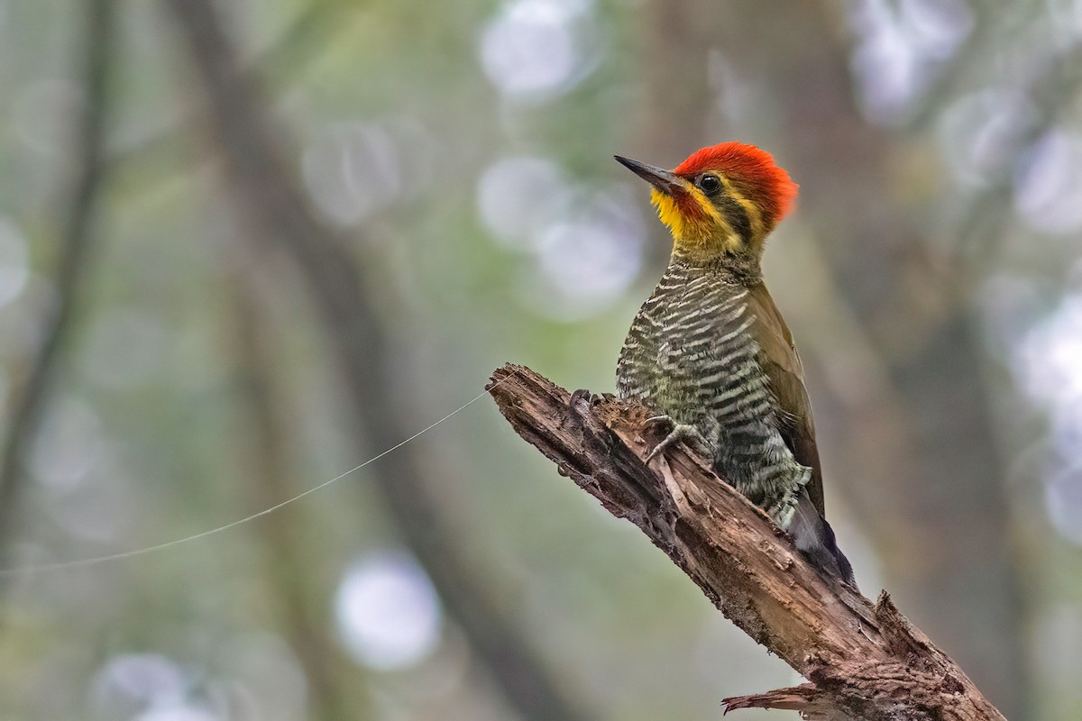 White-browed Woodpecker - Fábio Giordano