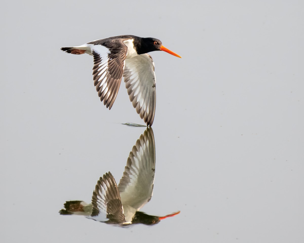 Eurasian Oystercatcher - Andreas Fery