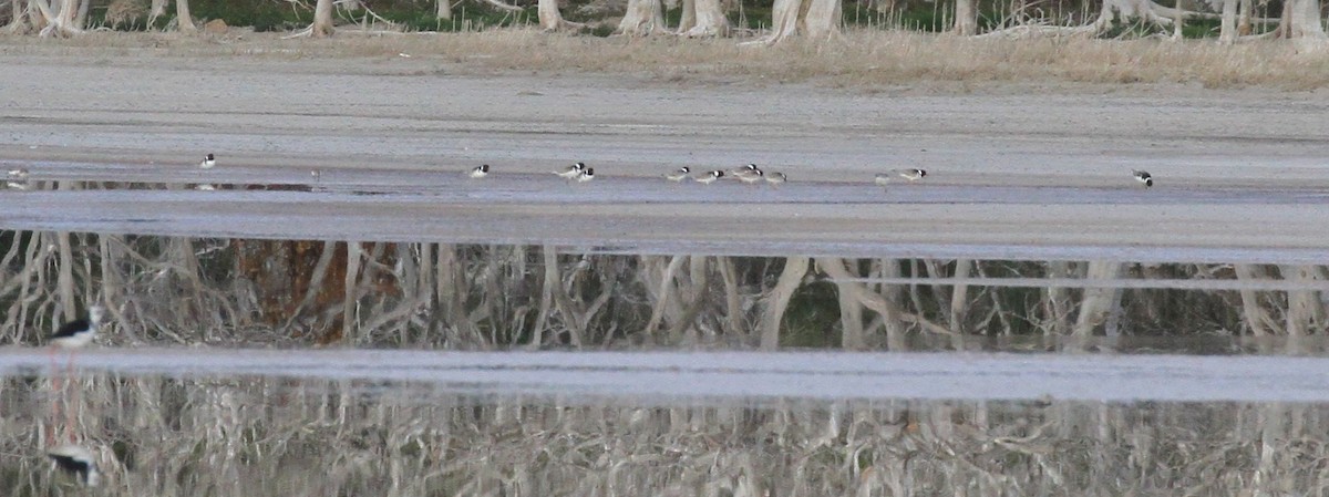 Hooded Plover - ML575269351