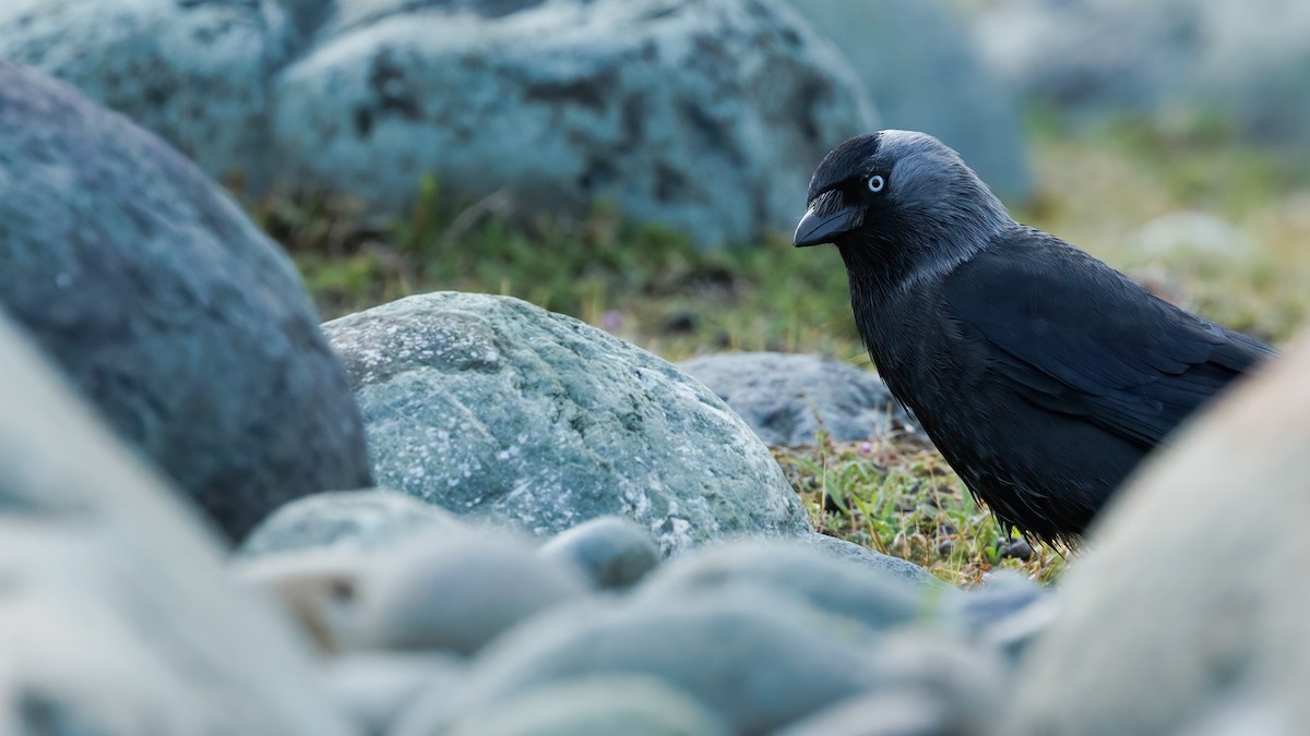 Eurasian Jackdaw - ML575269601