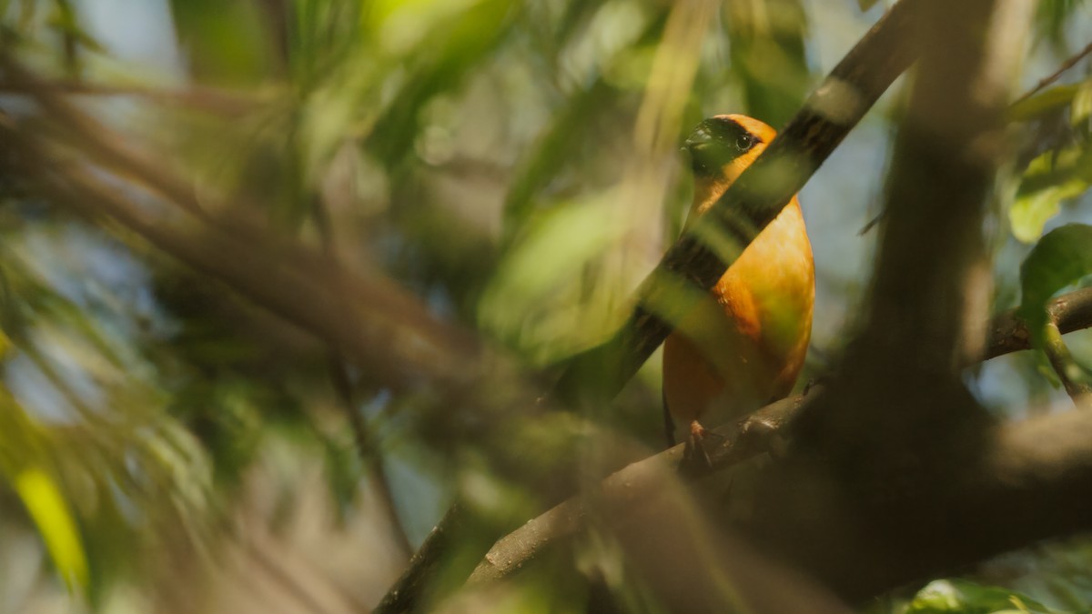 Orange Bullfinch - Robert Tizard