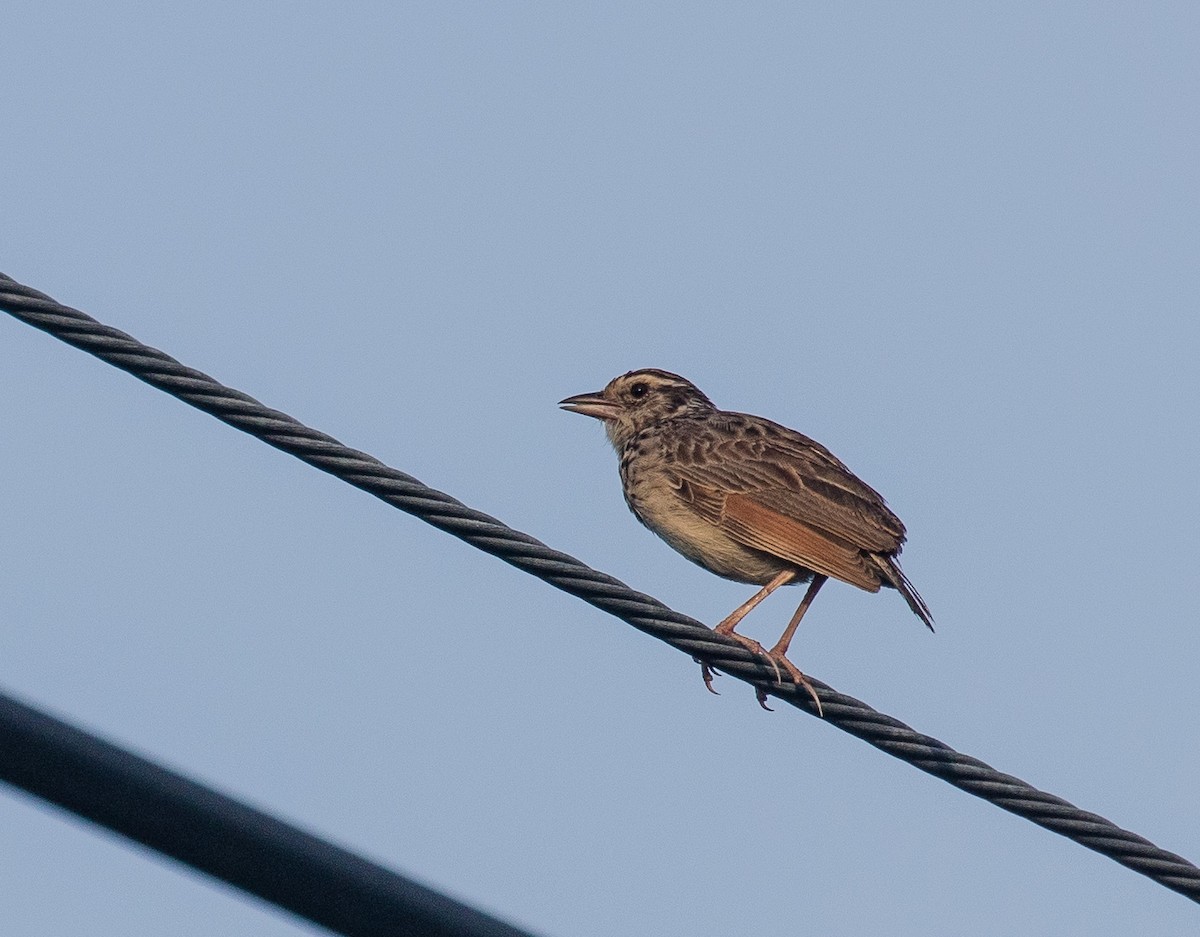 Indochinese Bushlark - Thomas Job