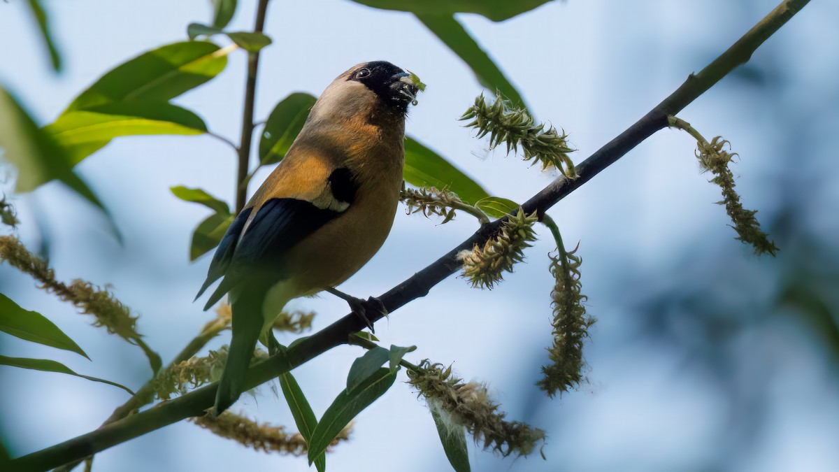 Orange Bullfinch - ML575269991