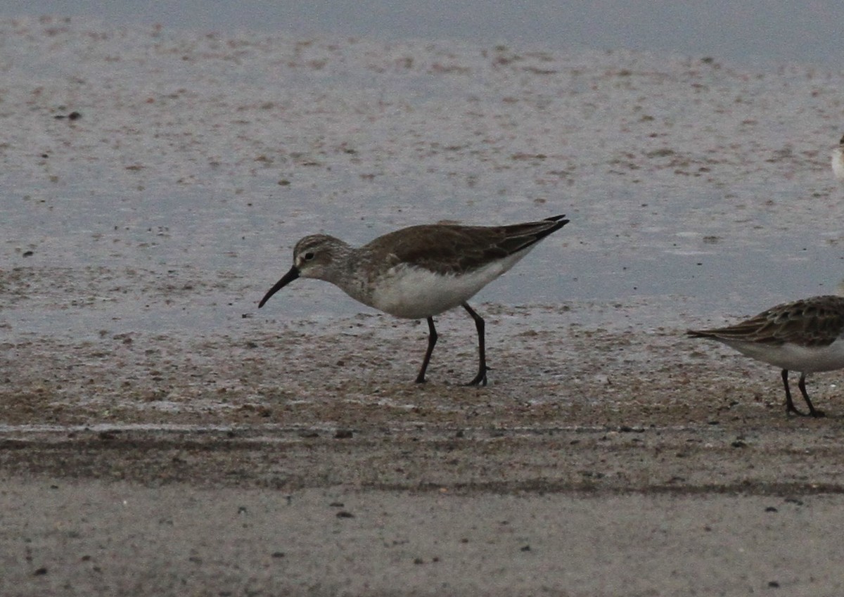 Curlew Sandpiper - Peter Sawyer