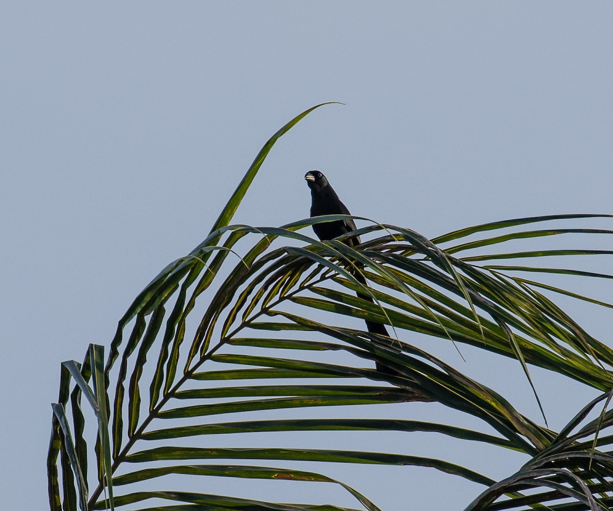 Racket-tailed Treepie - ML575270091