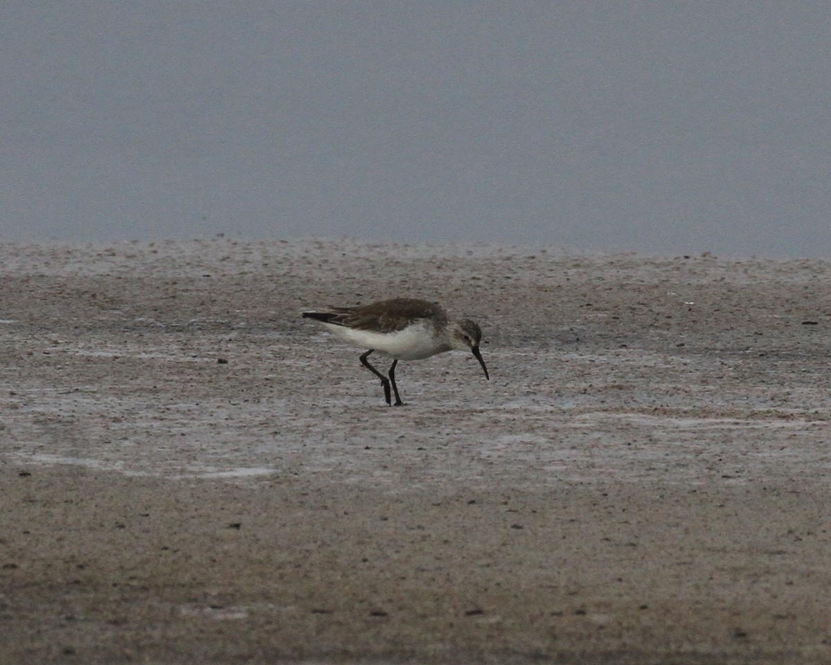 Curlew Sandpiper - ML575270201