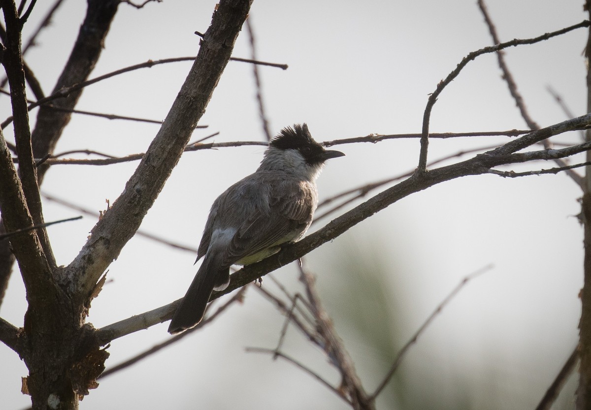 Sooty-headed Bulbul - ML575270241