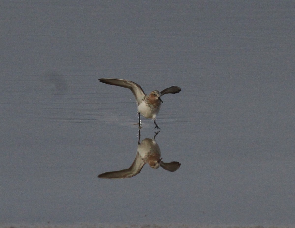 Rotkehl-Strandläufer - ML575270501