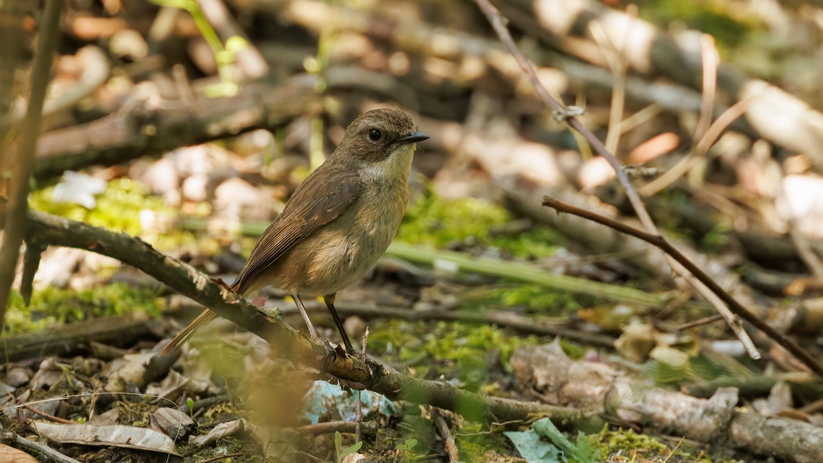 Gray Bushchat - ML575270721