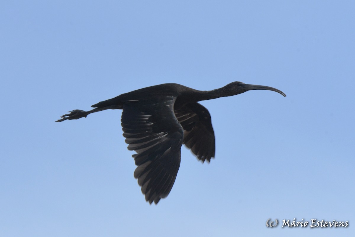 Glossy Ibis - ML575271061