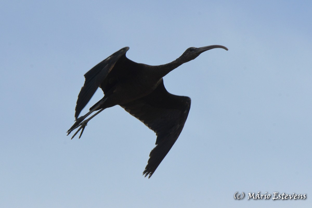 Glossy Ibis - ML575271071