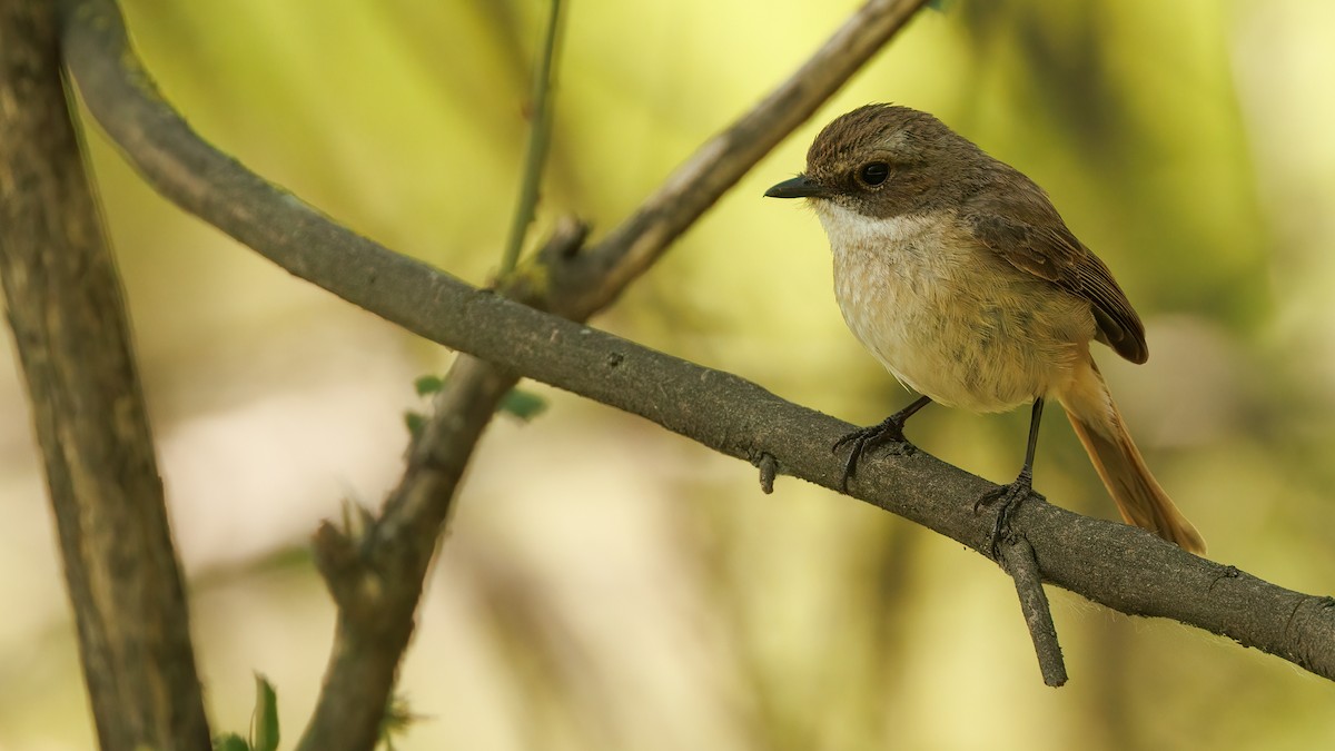 Gray Bushchat - ML575272111