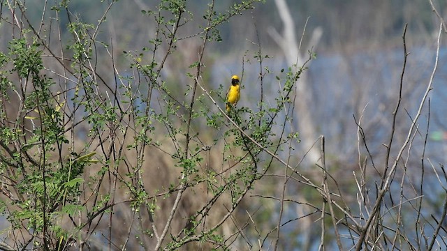 Asian Golden Weaver - ML575273211