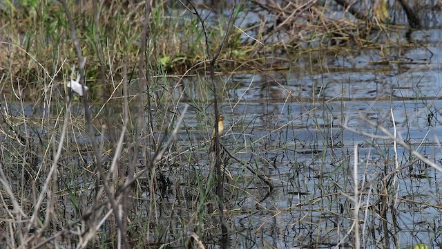 Asian Golden Weaver - ML575273261