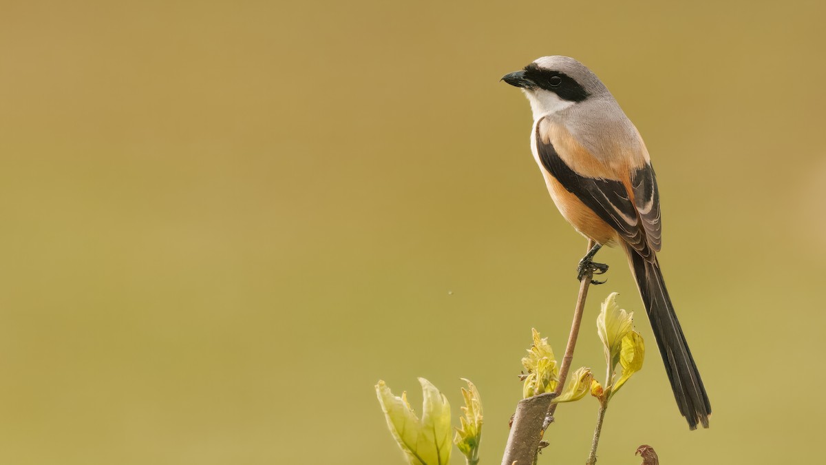 Long-tailed Shrike (erythronotus/caniceps) - ML575273281