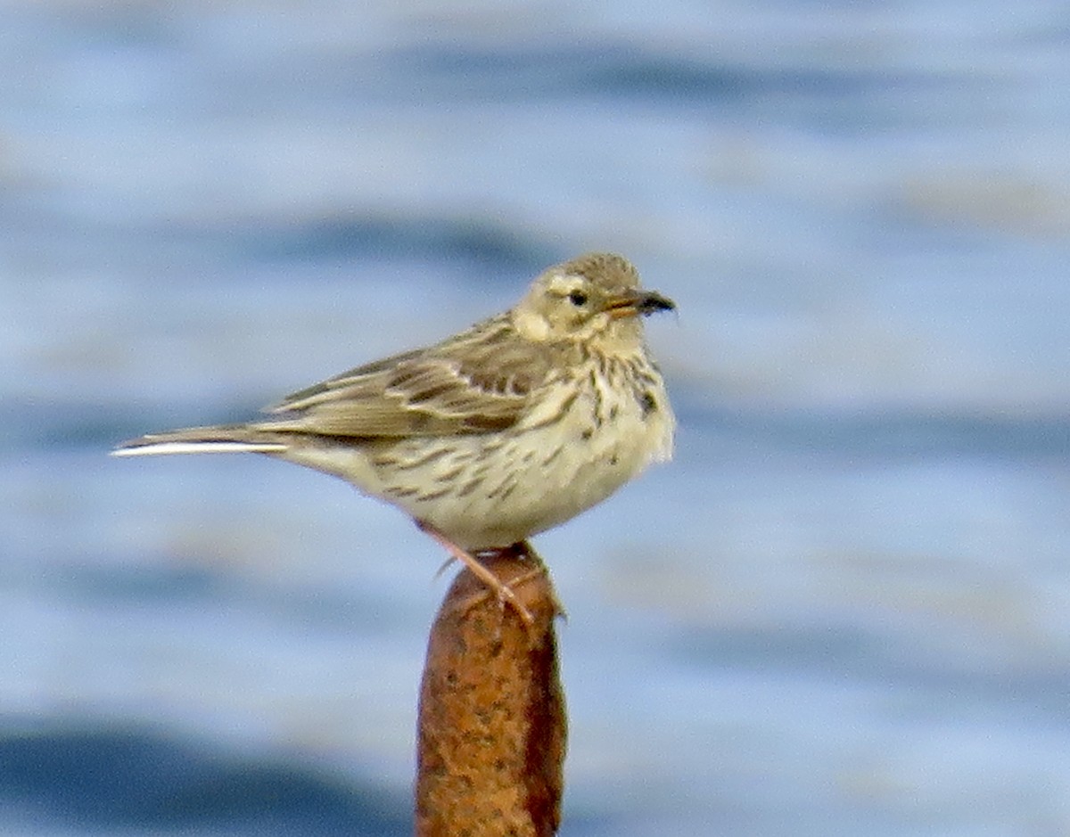 Meadow Pipit - ML575273311
