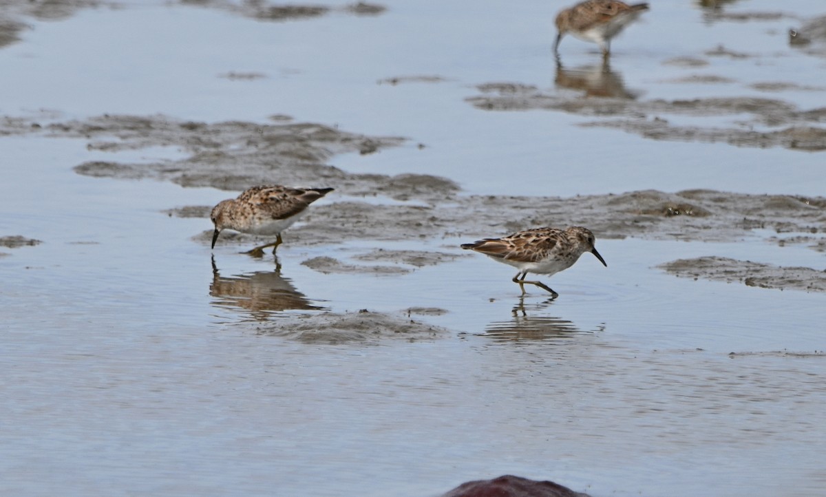 Least Sandpiper - ML575273371