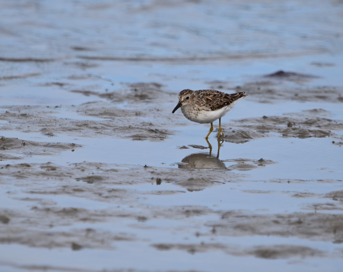 Least Sandpiper - ML575273401