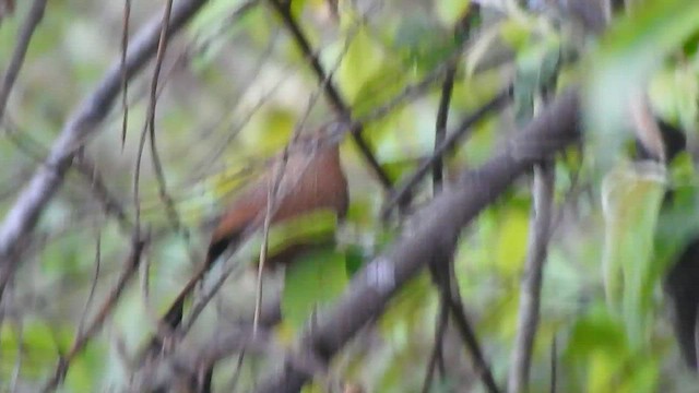 Bhutan Laughingthrush - ML575274511