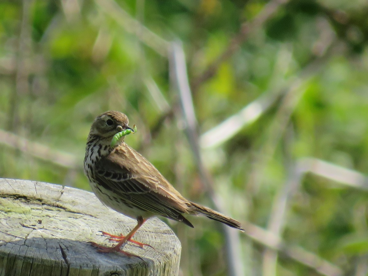 Meadow Pipit - ML575274531