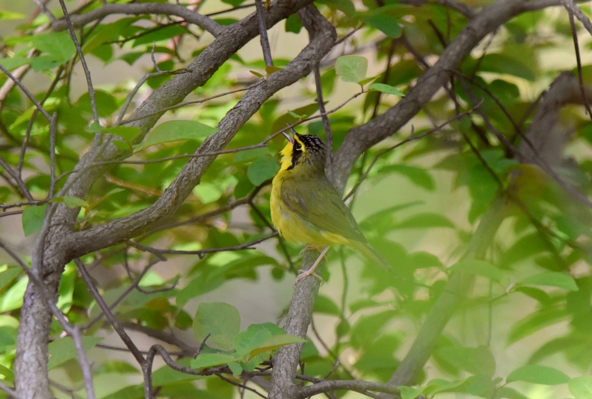 Kentucky Warbler - ML575274821