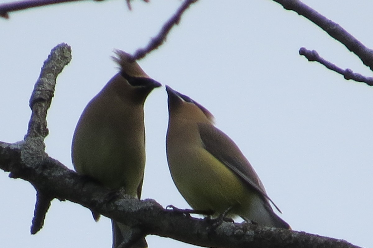 Cedar Waxwing - ML57527491