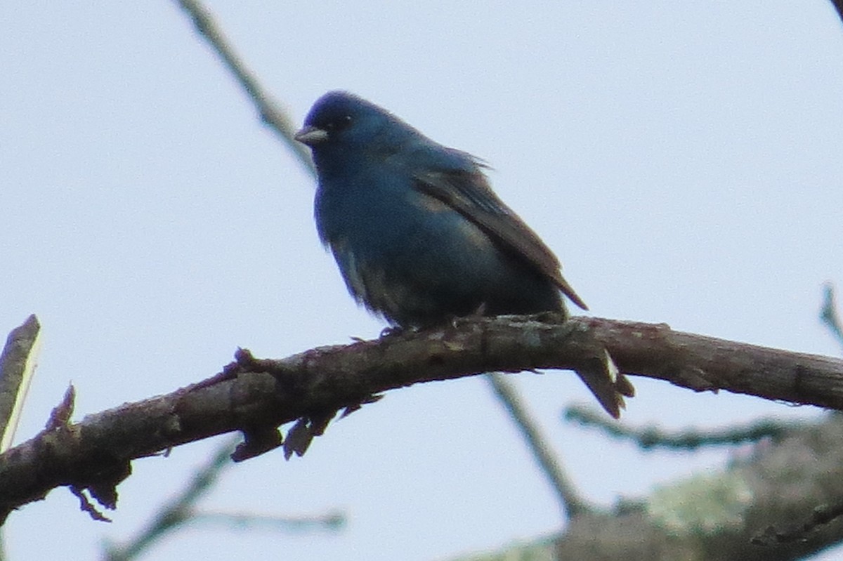 Indigo Bunting - ML57527661