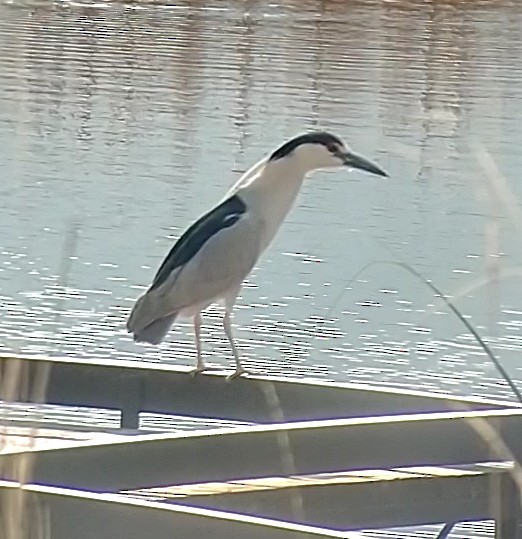 Black-crowned Night Heron - Sam West