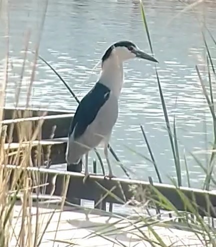 Black-crowned Night Heron - Sam West