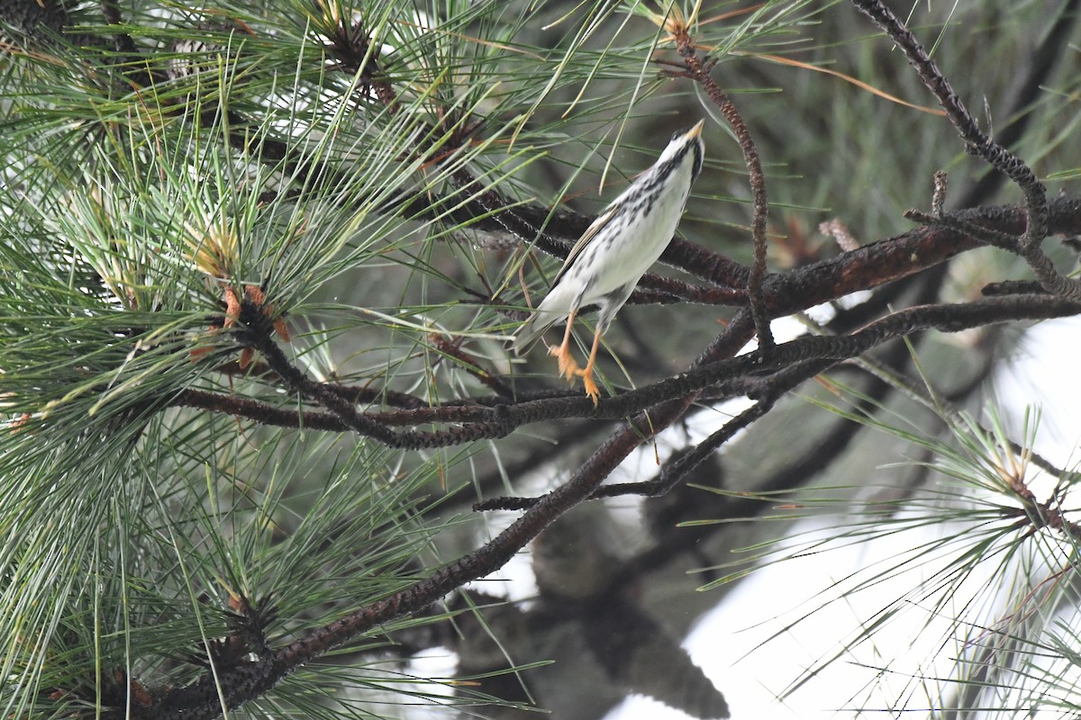 Blackpoll Warbler - ML575277881