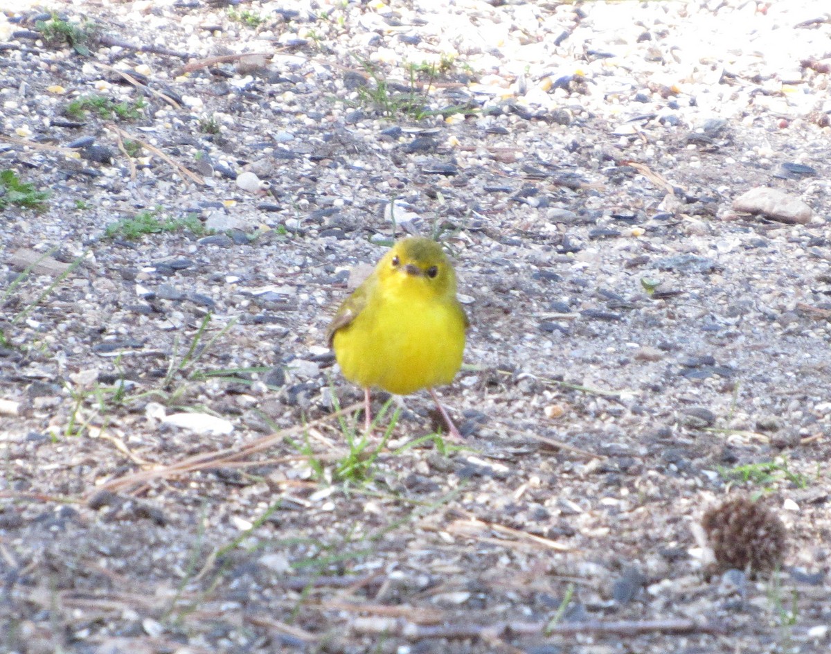 Hooded Warbler - ML57527801